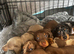 Dachshund puppies