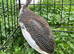 Young guinea fowl