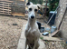 Turbo- Male lurcher x Saluki