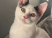 2 beautiful males needs to be rehomed