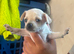 Stunning chihuahua puppies