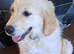 Golden retriever boy