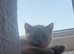 FULL BRITISH SHORTHAIR KITTENS AVAILABLE