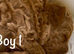 Gorgeous KC regd Toy Poodle Puppies DNA Clear KC parents