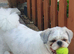 Shih-Tzu to Rehome