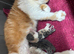 beautiful exotic chunky kittens high quality