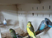 Young budgies
