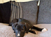 Beautiful Rhodesian Ridgeback x Bull Lurcher Puppies - Only 4 Left!