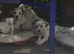 New litter of Dalmatian pups
