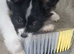 Stunning Boy papillon