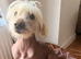 Chinese crested x spaniel