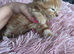 Full ginger