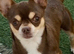 Chihuahua puppies