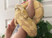 Various Ball Pythons for rehoming