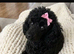 TOY POODLE PUPPIES