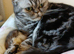 Bsh. Silver Tabby kittens. TICA