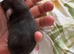 Male rats and female rats available