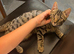 Gorgeous female kitten