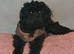 I have 4 Beautiful Cockerpoo x Poodle puppies