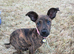 15 week old mallinois cross small