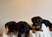 Jackapoo puppies