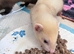 9-week Ferret Kits For Sale - Home Counties