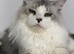 Stunning Male Maine Coon Active Registered Tica