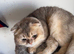 1 Year old Scotish fold for Rehoming