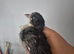 3 chicks needing a home with feed