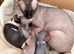 Beautiful Sphynx kittens