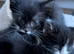 Playful kittens looking for forever homes