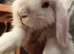 11 Week Old Lop Eared Bunnies in Northampton