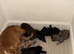 Beautiful litter of working cocker spaniels