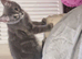 Urgently need rehoming Mixed Norwegian Forrest Kittens x bengal