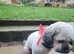 Shihpoo