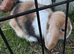 Mini Lop for sale