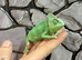 Yemen Chameleon Males at Birmingham Reptiles