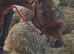 REDUCED ) 16.1 TB GELDING ( 9YRS )