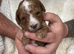 Stunning F1b Cavapoo Males