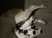 KC Reg English springer spaniels 2 left Ready to leave