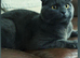 Absolutely Stunning Scottish fold