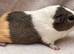 Guinea pigs - Bonded trio of Girls