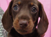 Miniature smooth haired dachshunds