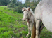Quiet Cob mare and foal