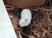 Snowball a pure Netherland Dwarf.