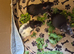 8 baby fancy rats for sale