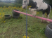 13hh cob mare riding