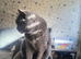 British Shorthair Female Fixed Sappho.