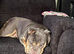 English bulldog, 4 years old needs a new home