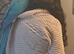 Silly tame bengji our macaw